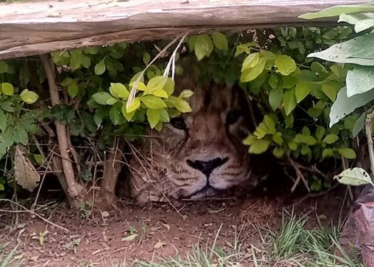 Palicsra szállították az oroszlánkölyköt