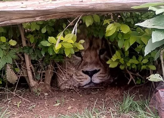 Palicsra szállították az oroszlánkölyköt