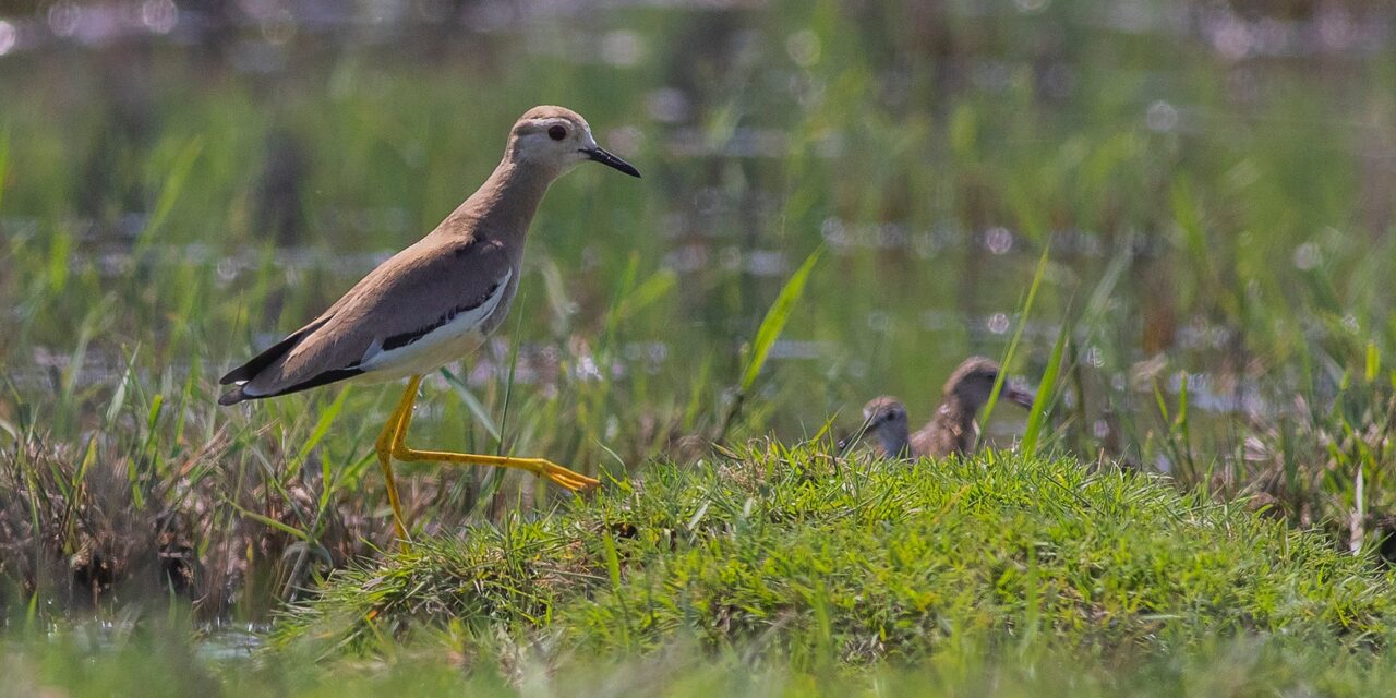 Olyan madárfajra bukkantak a Ludasi-tónál, amilyet Szerbiában még nem láttak