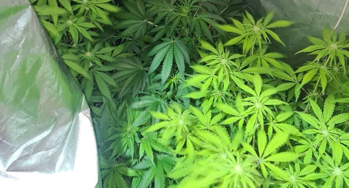 Újvidéki, nagybecskereki és helybeli drogkereskedőket vettek őrizetbe Szabadkán