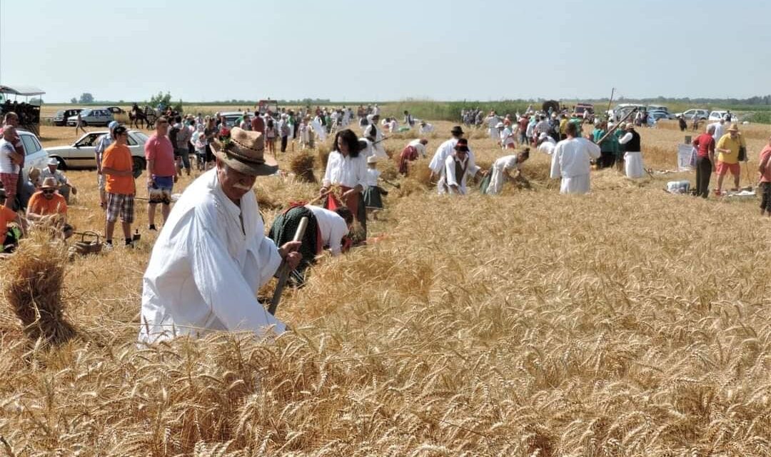 <span class="entry-title-primary">A haladó párti képviselő civil szervezete még mindig nem fizette ki a serlegeket</span> <span class="entry-subtitle">Ősz Szabó Imre: A kellemetlenségek miatt hatvan év után az idén elmarad a Felsőhegyi Aratóünnep</span>