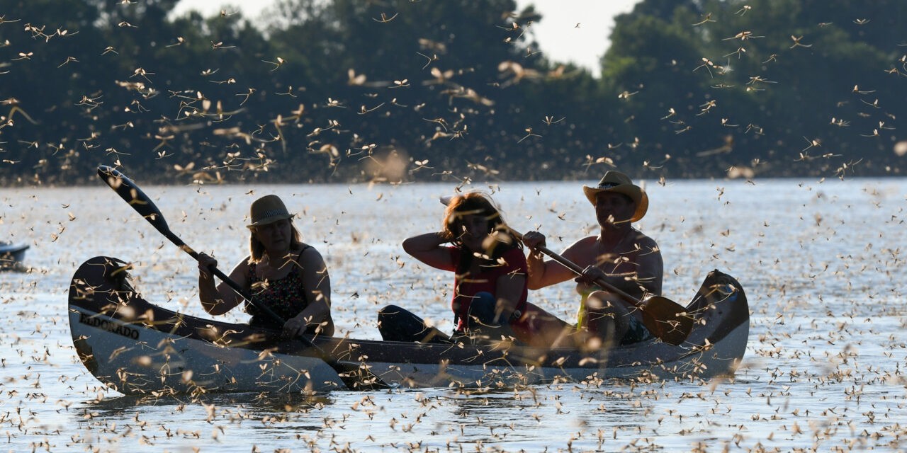 Virágzik a Tisza! (Videó)