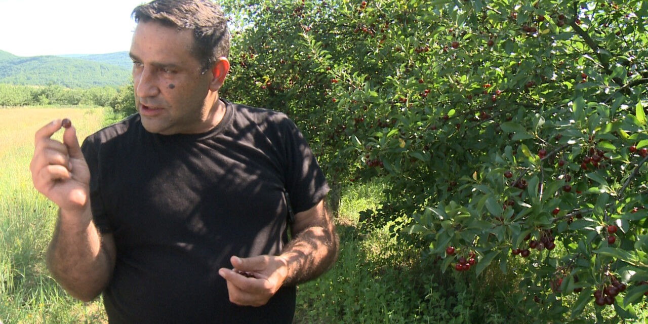 Nem éri meg eladni, inkább elajándékozza a több tonna meggyet