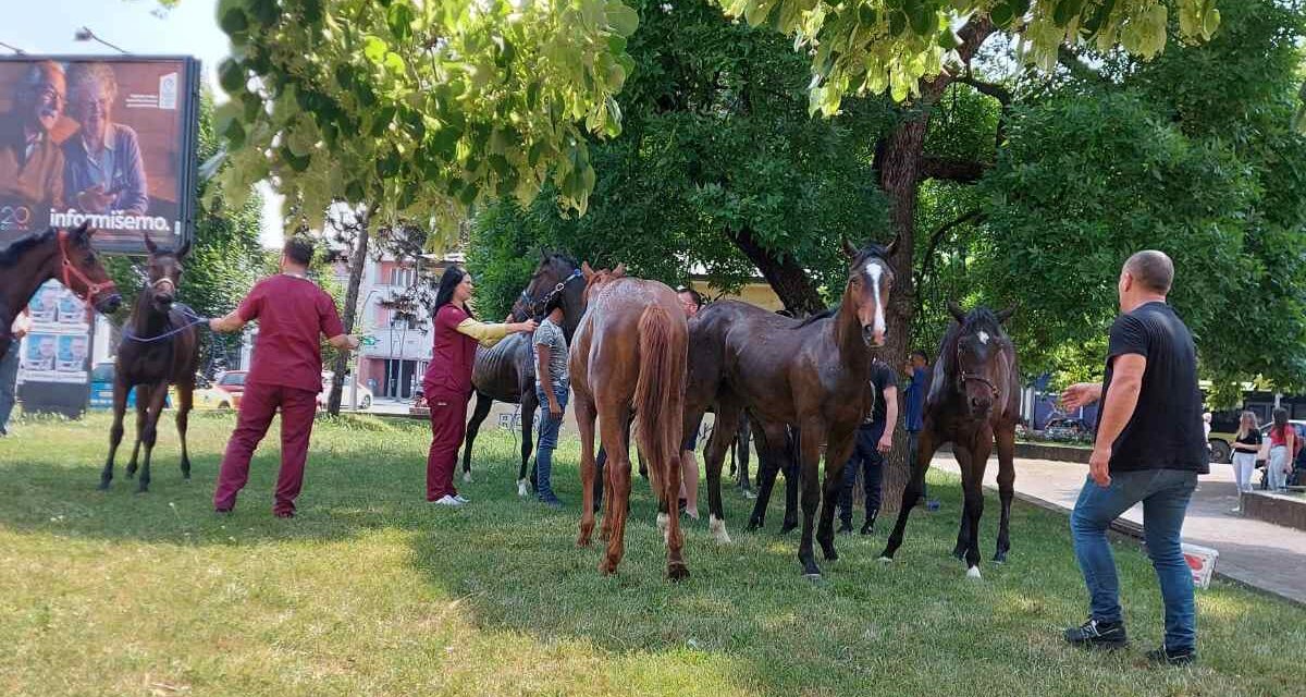 A városközpontig szaladtak a pályáról elszökött versenylovak