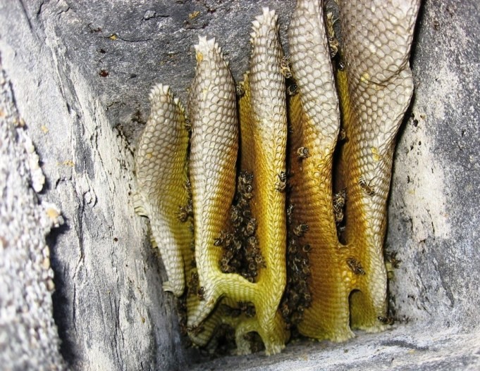 <span class="entry-title-primary">Méhek a kéményben</span> <span class="entry-subtitle"> A rajzó méhek otthonkereséskor kényelmes odút, üreget, elhagyott kaptárt vagy kéményt keresnek, majd laknak be – A hívatlan vendégek eltávolítását minden esetben szakemberre kell bízni</span>