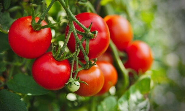 Paradicsom vendéglő