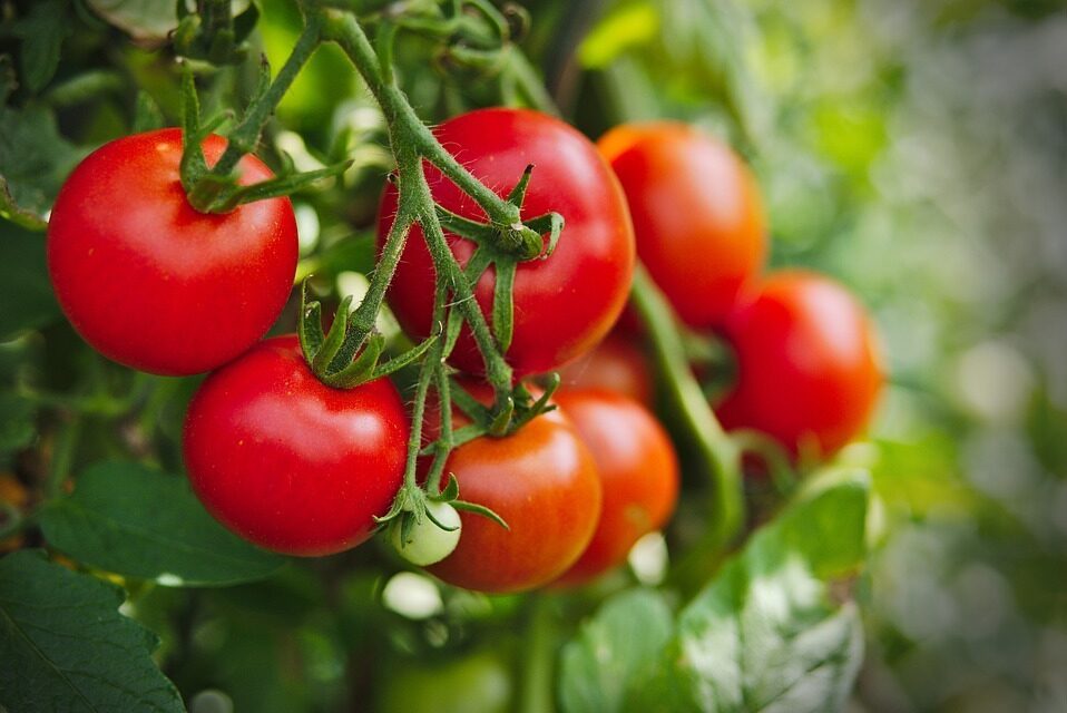 Paradicsom vendéglő