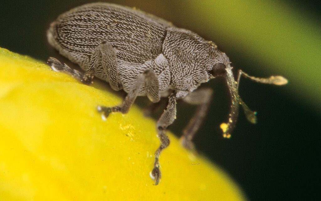 Ormányos bogarak lepték el Szabadkát