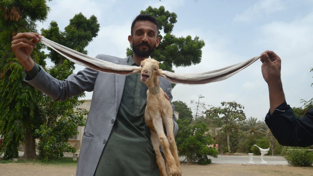 Félméteres füllel szaladgál a gida