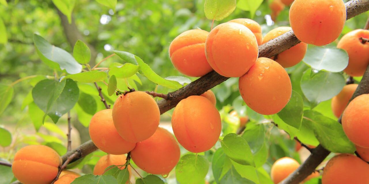 Nagyfényen rekordot döntött a termés, Kelebián alig pár szem termett