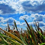 A történelem egyik legmelegebb éve lesz 2026