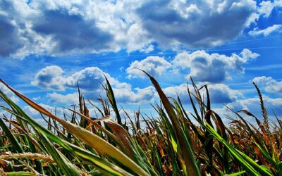 Negyven fok is lehet a héten