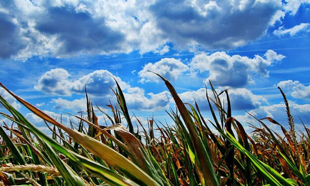 Megfeleződhet a mezőgazdaság aránya a bruttó hozzáadott értékben