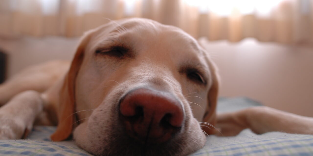 Nem tisztázott, kinek kell fizetni a kutyaadót