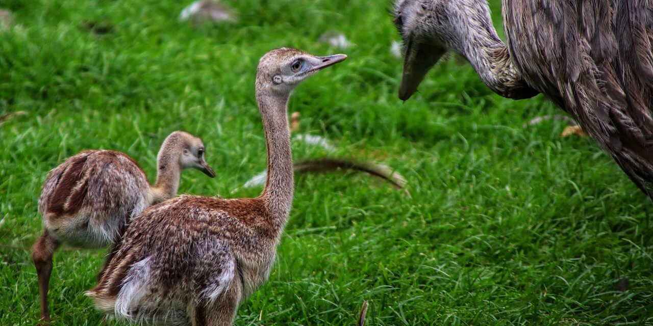Nandufiókák keltek ki és alpakacsikó született a Szegedi Vadasparkban