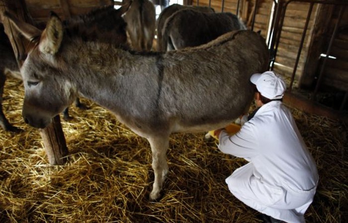 A világ legdrágább sajtját Szerbiában készítik