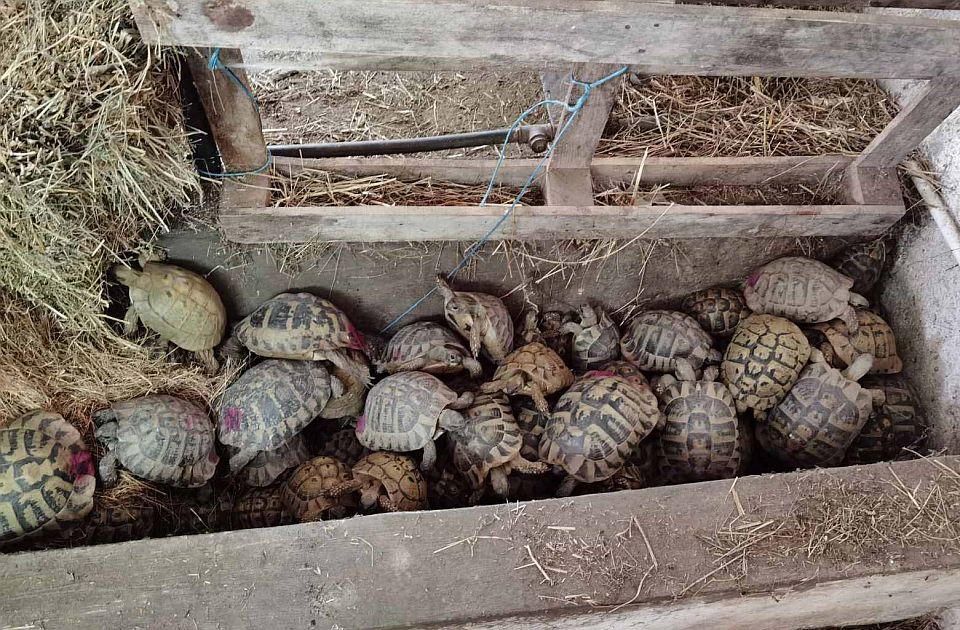 Három férfi és mintegy háromszáz teknős