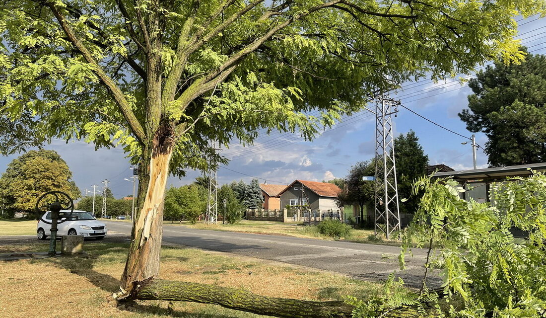 Kidőlt fák, leszakadt vezetékek Szabadkán