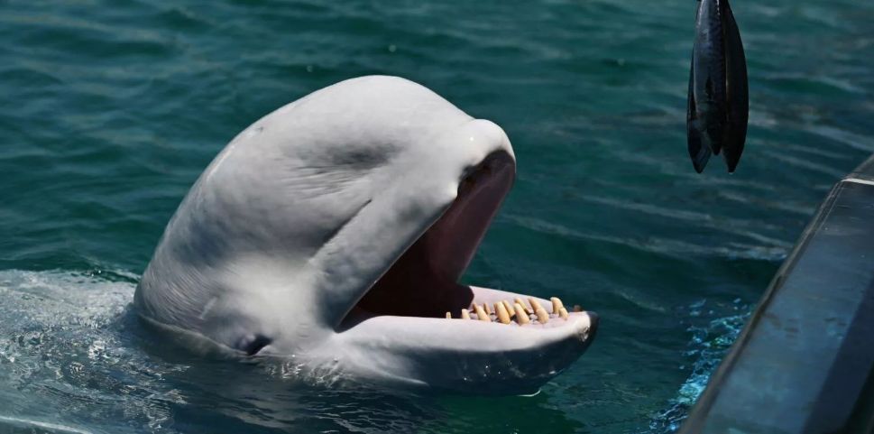 Éhségsztrájkol a Szajnába betévedt fehér delfin