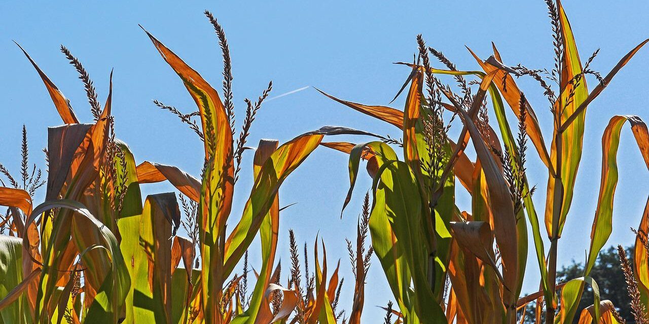 <span class="entry-title-primary">„Ez nem egy aszályocska, hanem az egész községen végigtarolt”</span> <span class="entry-subtitle">Magyarkanizsán már felmérték az aszálykárokat</span>