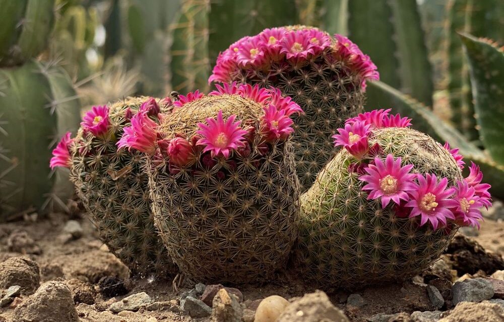 <span class="entry-title-primary">Tüskés szerelem</span> <span class="entry-subtitle">Az óbecsei Milan Doroslovački kamaszkora óta szenvedélyesen nevel természetes körülmények között kaktuszokat és más egzotikus növényeket</span>