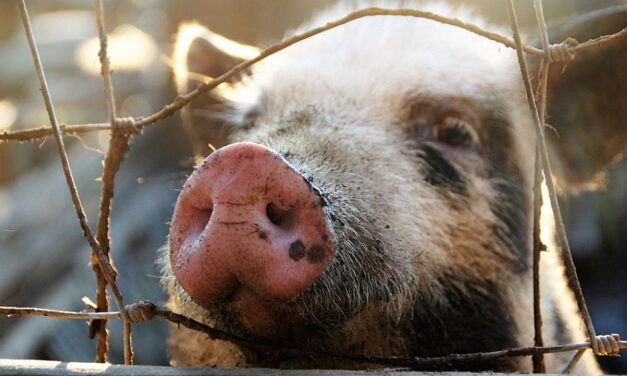 Bravo: A malac a BIA provokációja volt