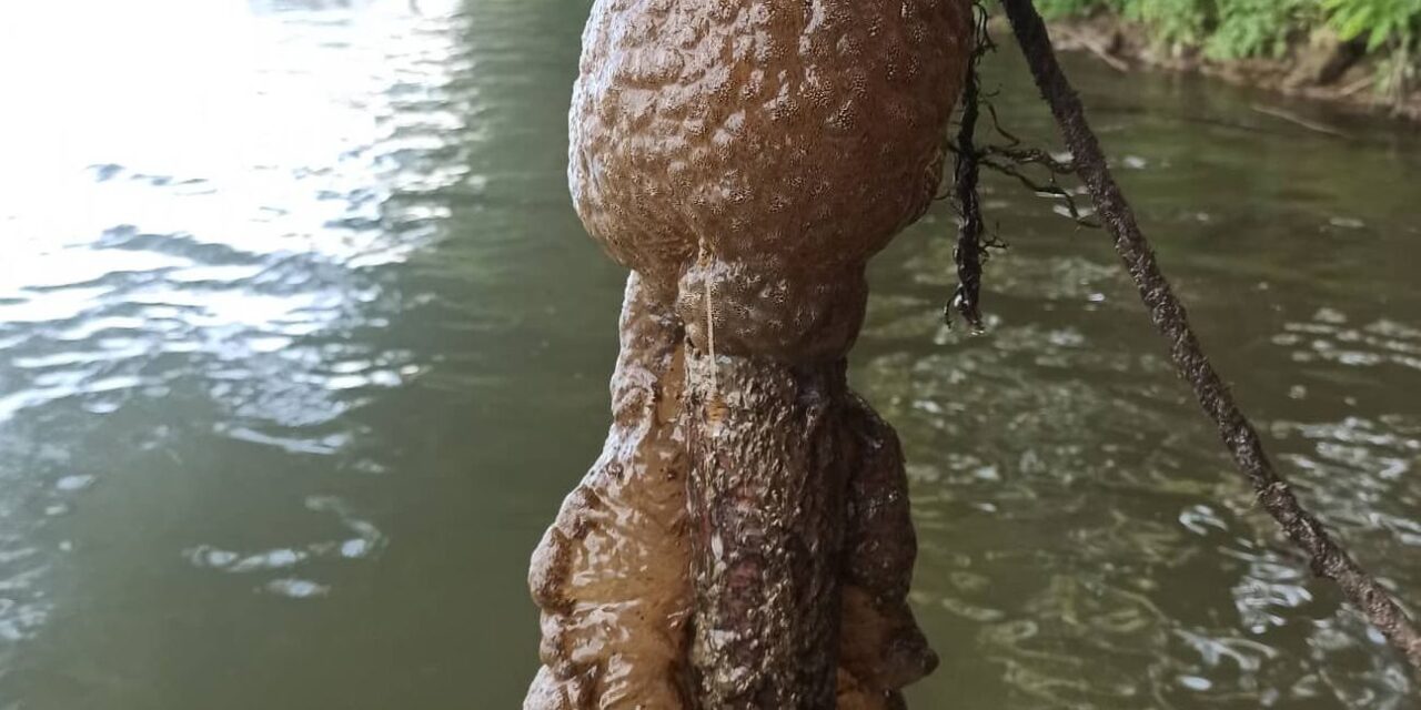 Mi az: űrlényszerű, bizarr megjelenésű és a Tiszában található?