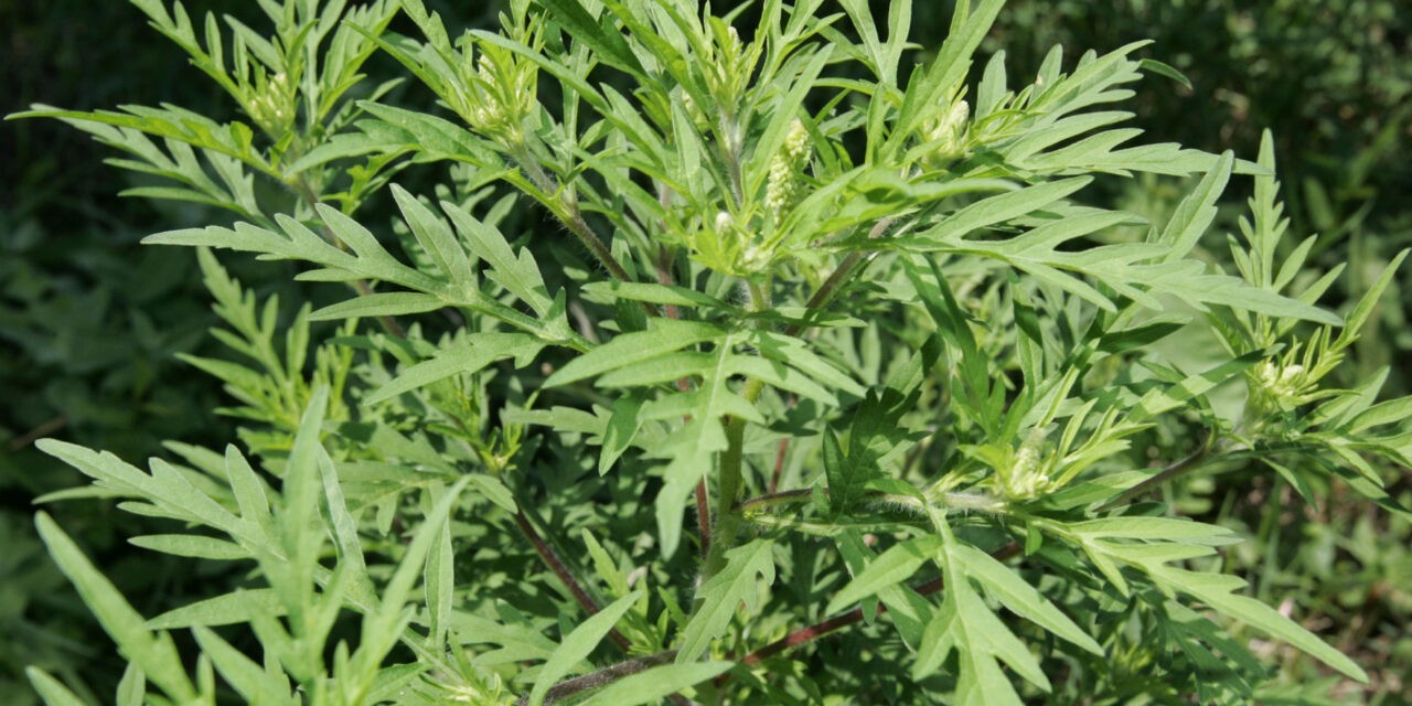 Már tüneteket okozhat a parlagfű virágpora