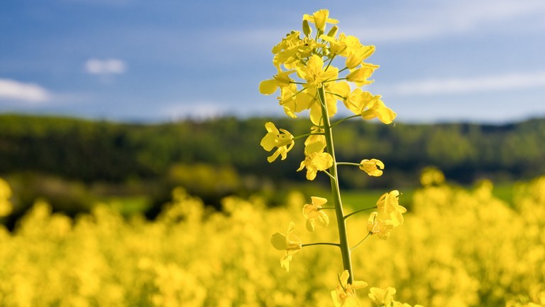 Szerbiában csupán mikroüzemekben termelnek biodízelt