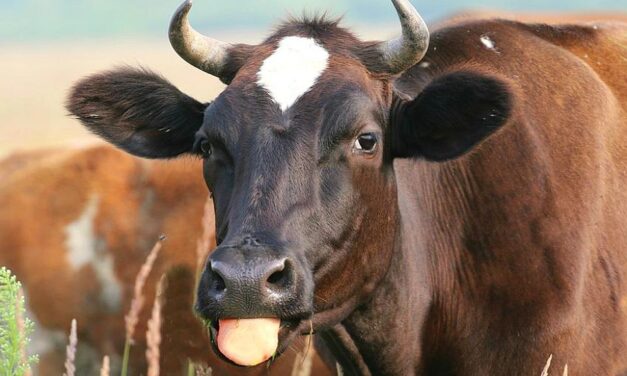 Ennyibe kerül az élő borjú és malac kilója