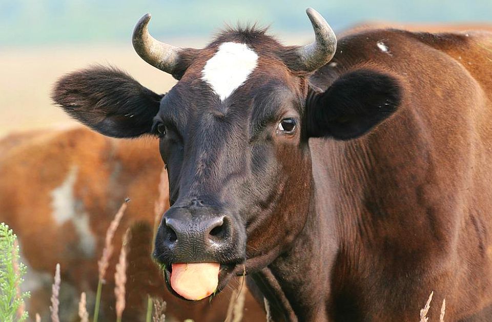 Ennyibe kerül az élő borjú és malac kilója