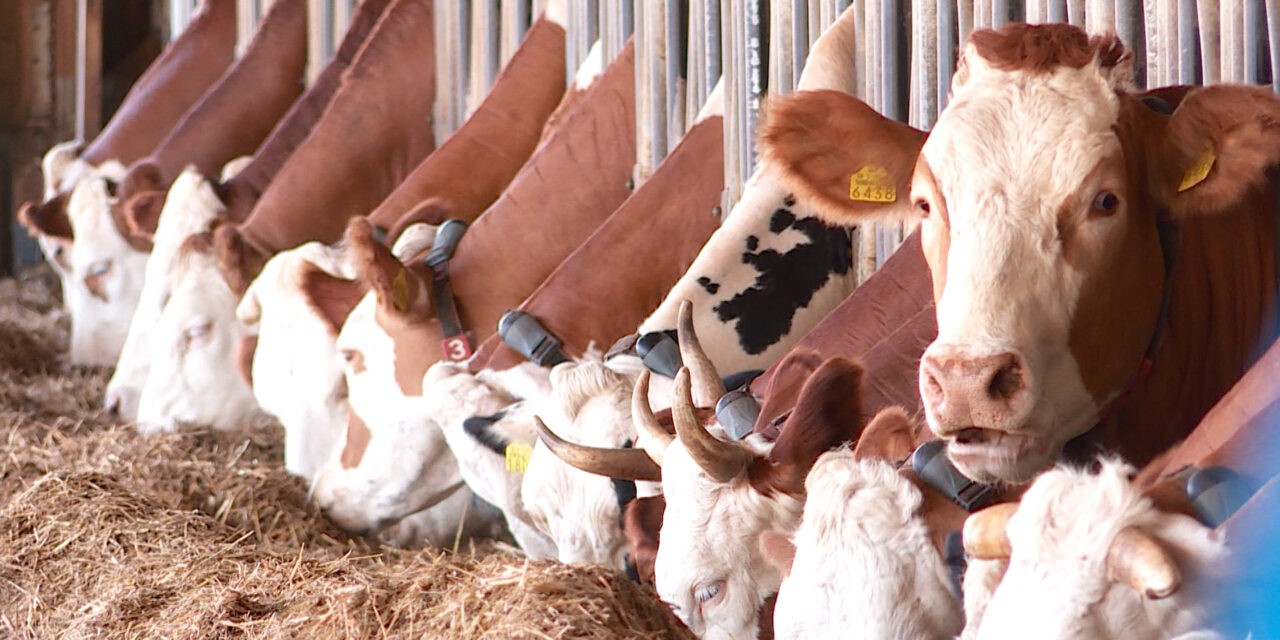 Vissza nem térítendő támogatásra pályázhatnak a marhatenyésztők