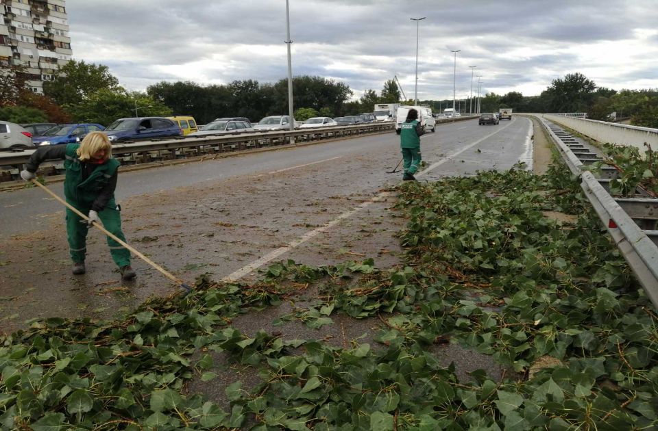Az újvidéki Szabadság hídra dőlt egy hatalmas nyárfa