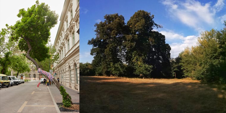 <span class="entry-title-primary">A Bakáts tér hősétől az Aggastyánig</span> <span class="entry-subtitle">Versenyben Európa legérdekesebb fái</span>