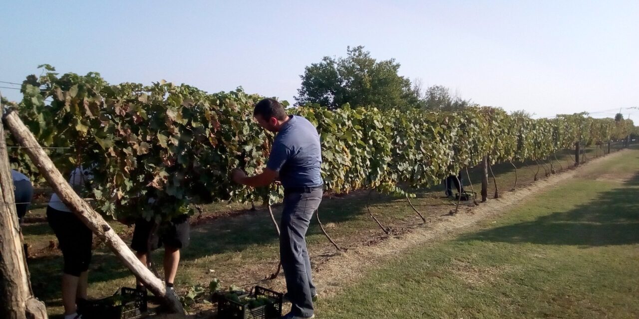 <span class="entry-title-primary">Kihívás az idén bort készíteni</span> <span class="entry-subtitle">Az aszály még a szárazságtűrő szőlő érését is befolyásolta – Korábban kezdődött a szüret, nagy odafigyelést igényel a munka</span>