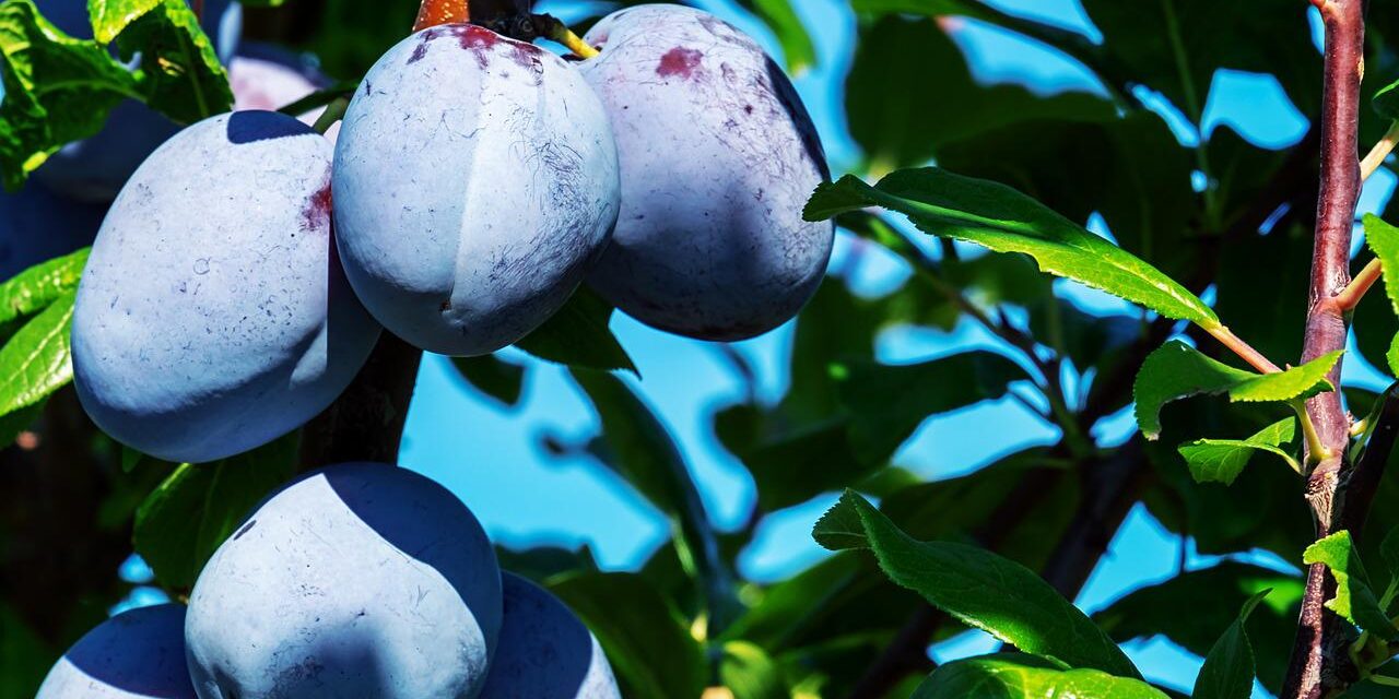 Négyezer dinárt is fizetnének naponta, mégsem találnak munkaerőt