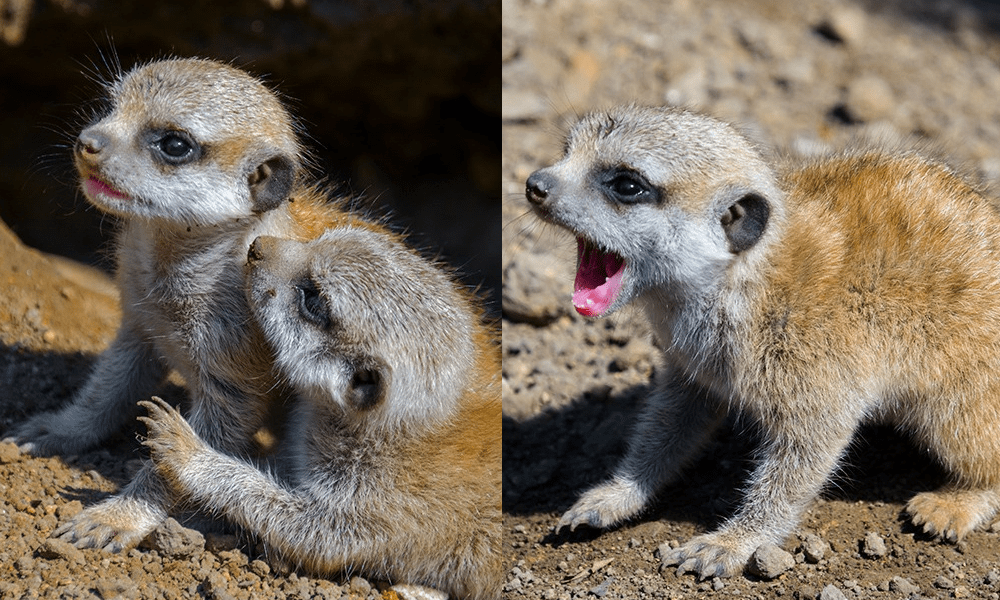 Szurikáták születtek a Szegedi Vadasparkban