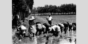 Mondinák (gyomlálók) az olasz rizsföldek napszámos asszonyai 1940-ből (Fotó: risoitaliano.eu)