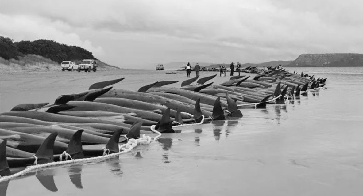 Kétszáznegyven partra vetődött gömbölyűfejű delfin pusztult el