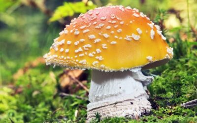 Mesterséges intelligenciával generált könyvet használtak útmutatóként gombászathoz Gombamérgezést szenvedett család