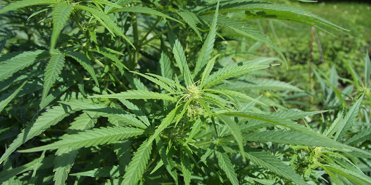 Kendertermesztő bukott le Szabadkán