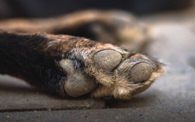 Lefejezett egy kutyát egy fiatal fiú