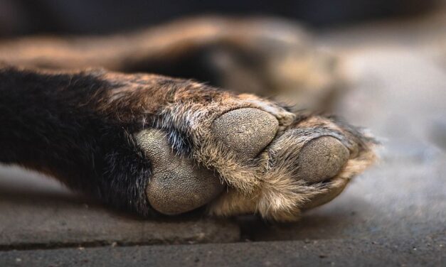 Lefejezett egy kutyát egy fiatal fiú