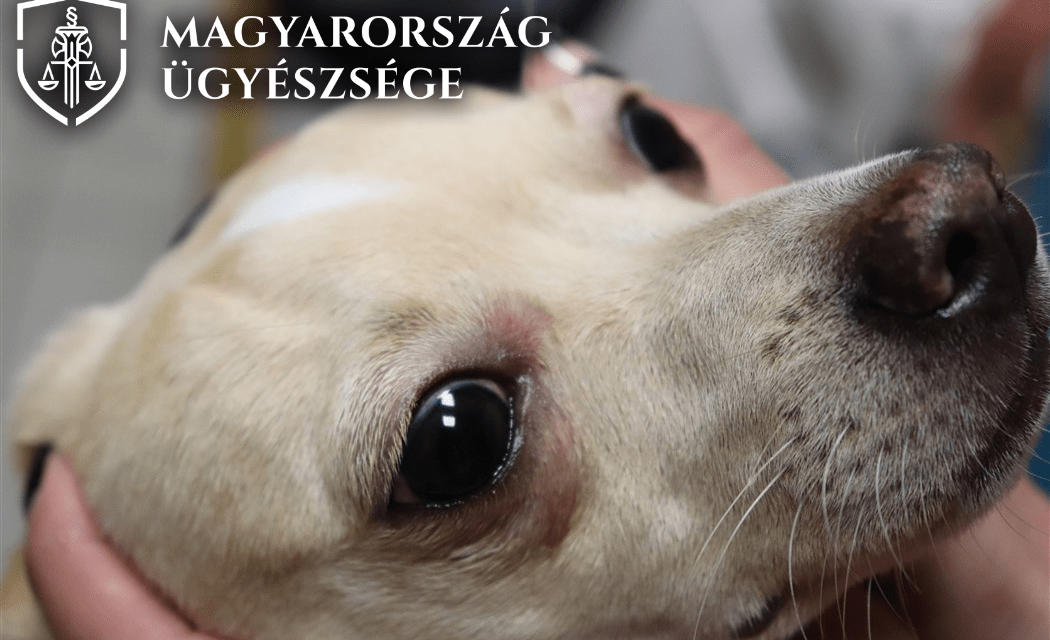 Három hónapra börtönbe mehet egy férfi, mert megverte a kutyáját