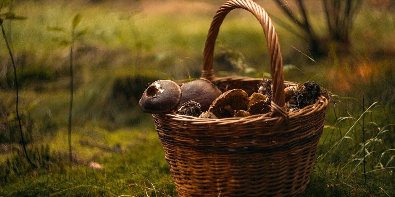 Mérgező gombát vettek a piacon, egy egész család kórházba került