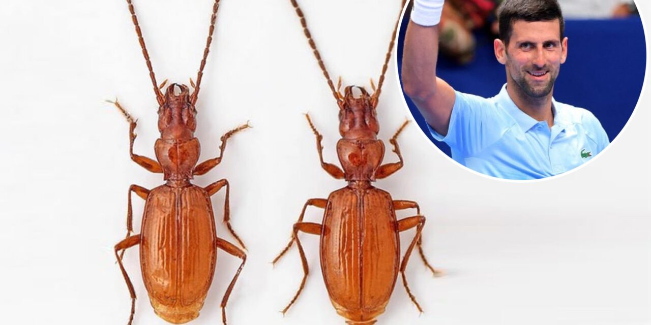 Đokovićról neveztek egy újonnan felfedezett rovarfajt Szerbiában