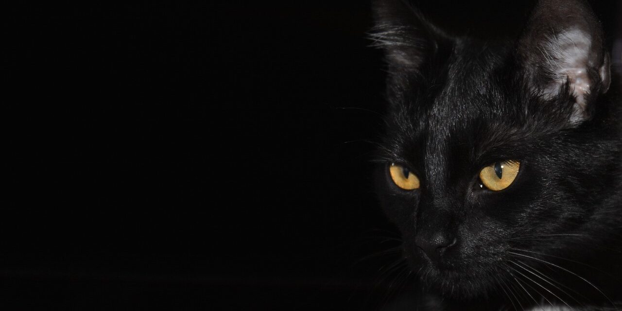 A fekete párduc nem is létezik?