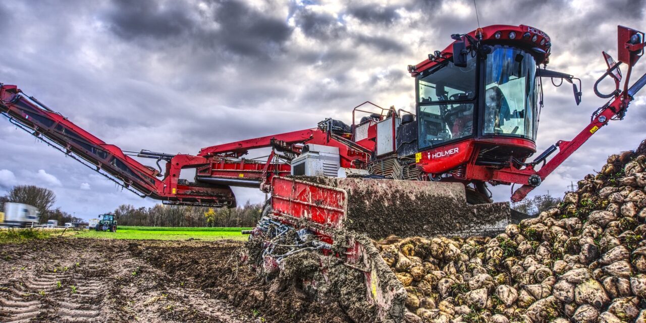 Hektáronként 300 eurós támogatást kapnak a cukorrépa termesztők