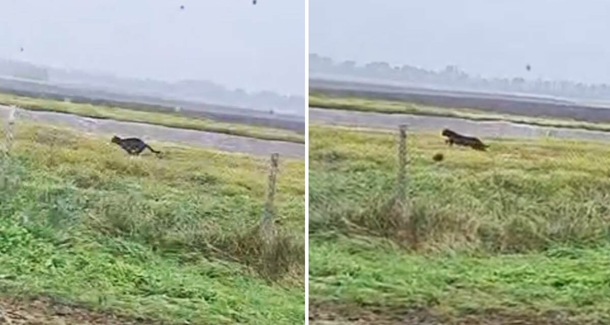 Bácsfeketehegyen látták a fekete párducot? (Videó)