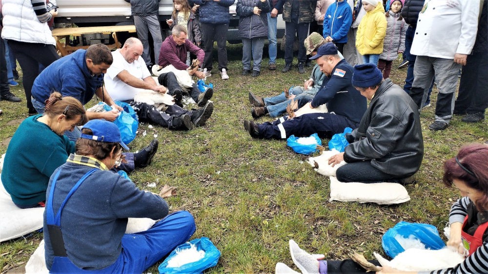 Szállt a libák tolla Tiszaszentmiklóson